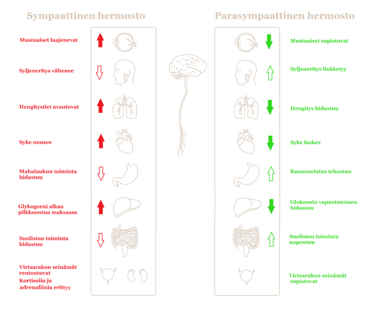 Parasympaattinen Hermosto Ja Rentoutuminen parasympaattinen-hermosto-ja-rentoutuminen